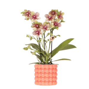 Oranje orchidee 'Grosetto' in Poppy sierpot Ø9cm | oranje