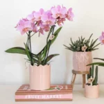 Everspring product photo