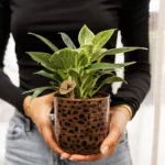 Everspring product photo