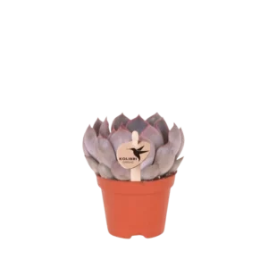 Succulent Echeveria Summer