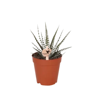 Succulent Haworthia Big Band Ø9cm