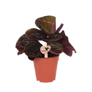 Calathea Dottie