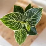 Everspring product photo