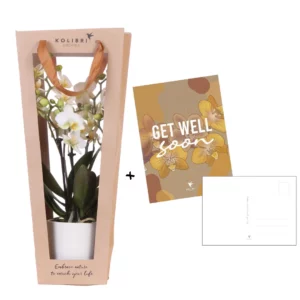 Planten cadeau beterschap | Lausanne orchidee incl. pot, kaart & cadeautas