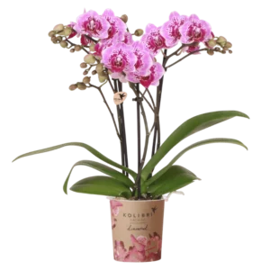 Roze paarse orchidee 'El Salvador' Ø9cm
