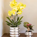 Everspring product photo