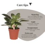 Everspring product photo