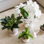 Everspring product photo