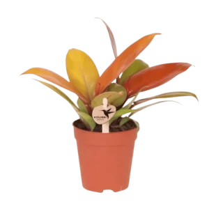 Philodendron Ruby Red Ø9cm