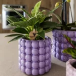 Everspring product photo