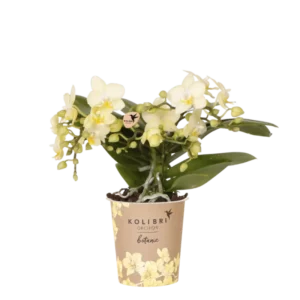 Gele orchidee 'Botanic' Ø9cm