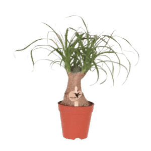 Beaucarnea